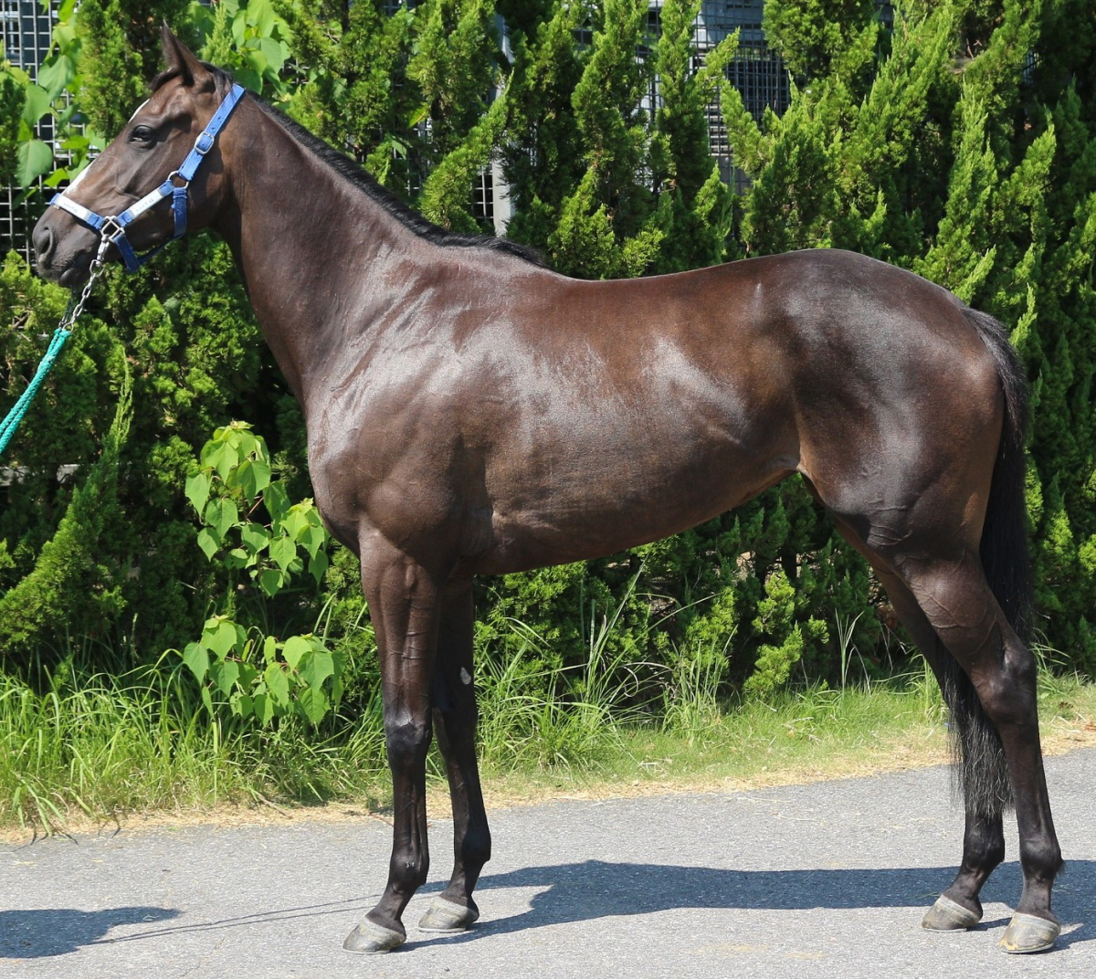 洋書 フランス語 馬 販売情報 Deauville 競馬 ドーヴィル 2002 洋書