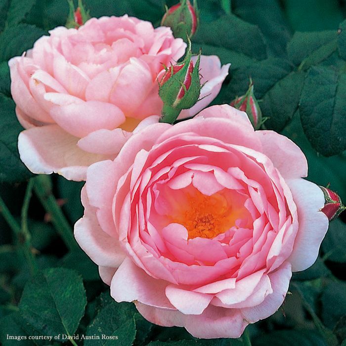 セプタードアイル]鉢苗A/バラ(2603)｜バラと庭あそび京阪園芸公式ショップ