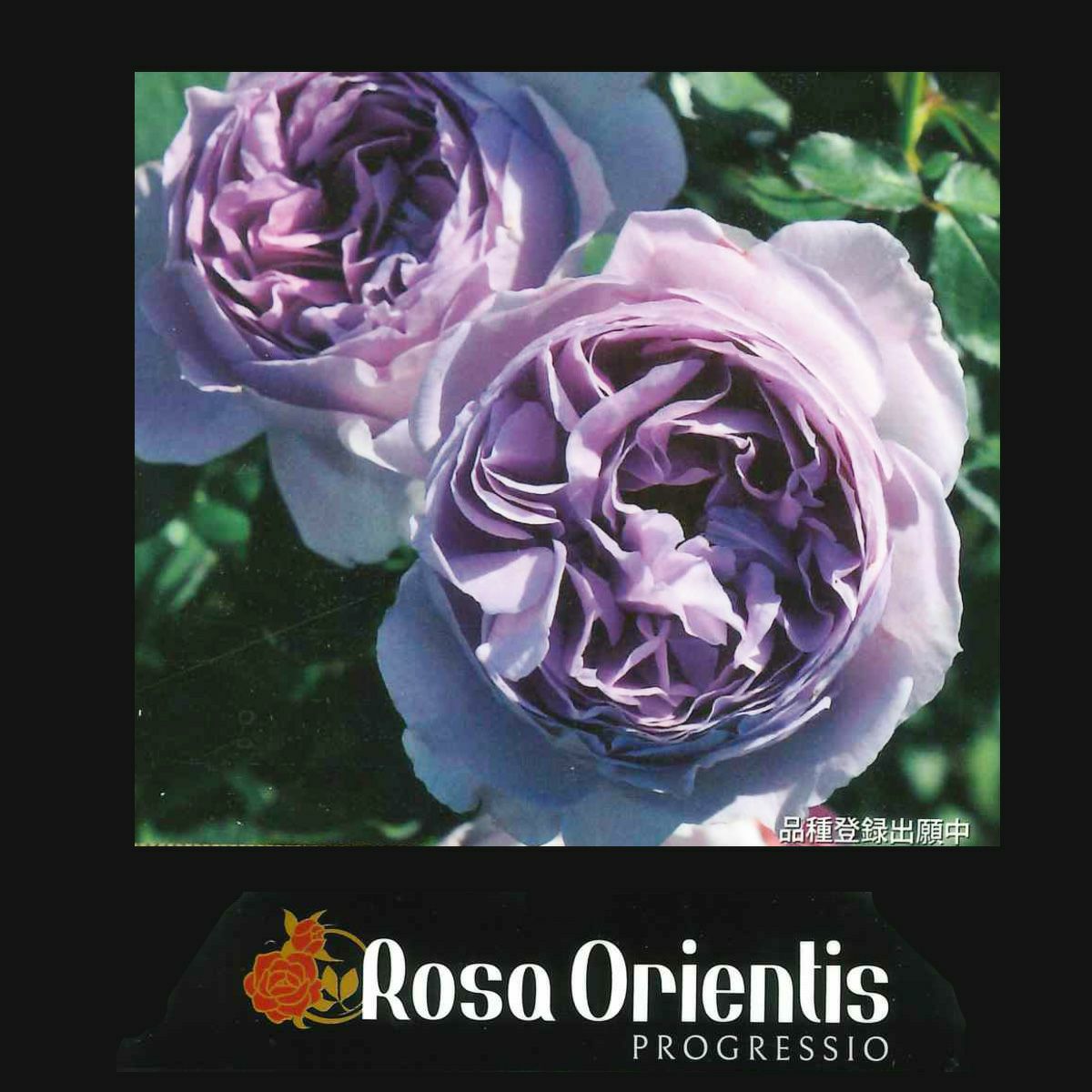 HGC雪の妖精ケイティ]クリスマスローズ苗(2510ch) | バラと庭あそび