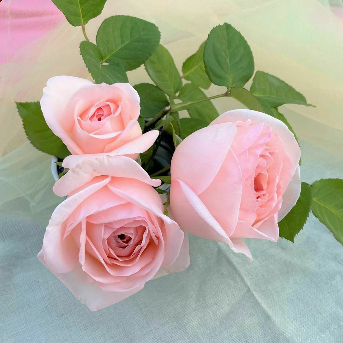 ブルドゥパルファム]秋苗｜バラと庭あそび京阪園芸公式ショップ