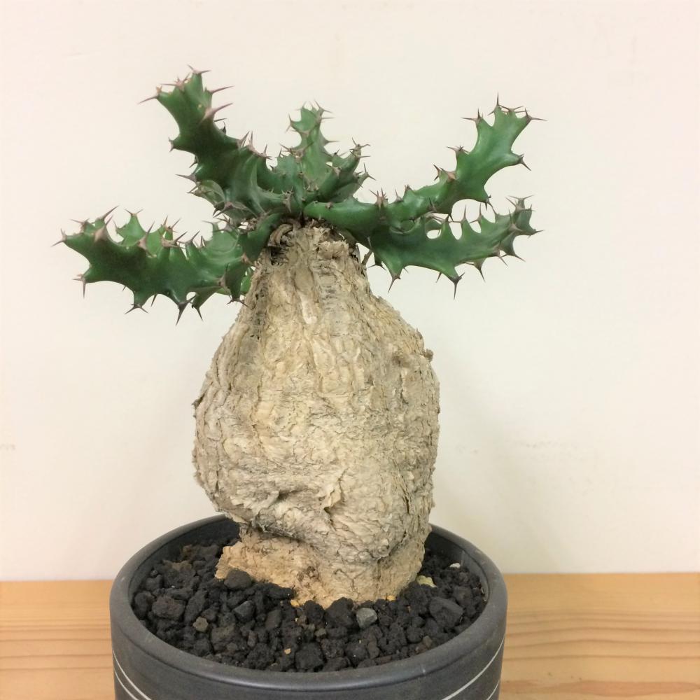 ユーフォルビア スクアローサ 奇怪ヶ島/盆栽、多肉植物、塊根植物