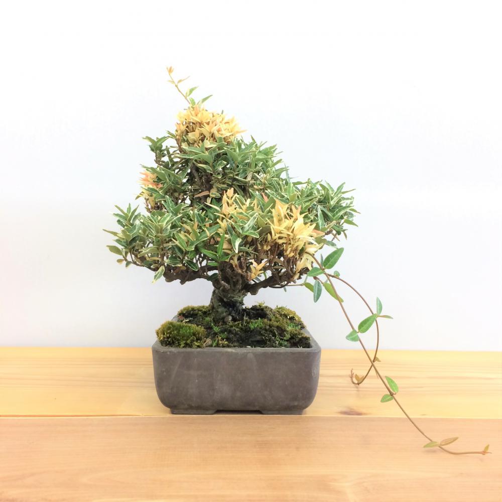 斑入りチリメンカズラ/盆栽、多肉植物、塊根植物、観葉植物通販/KIDORI