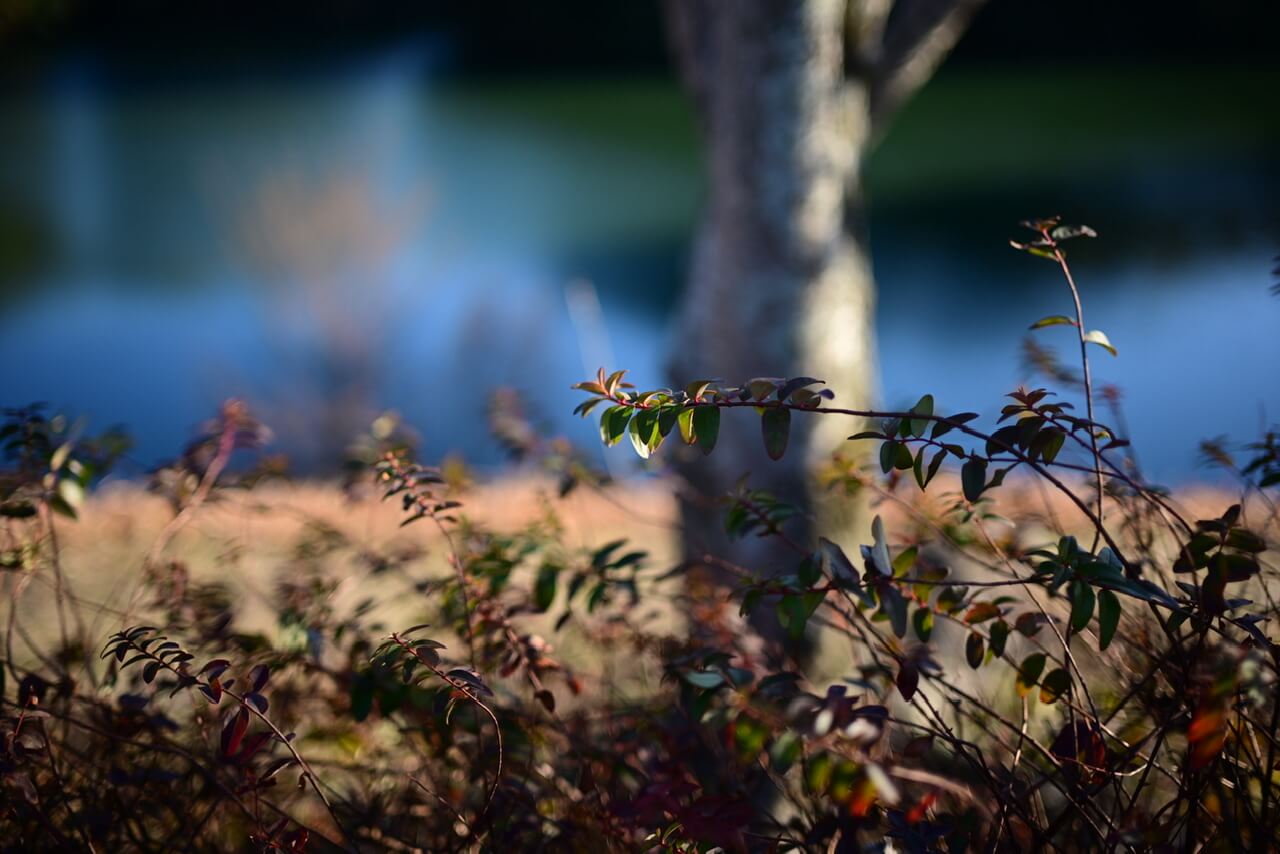 Nikkor Z 50mm f1.4は期待通りで、僕の中の神レンズになった。｜記憶カメラ