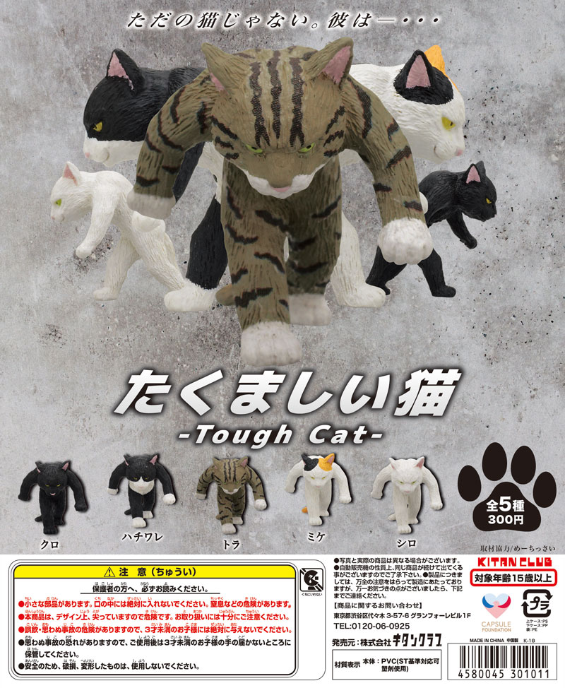 たくましい猫｜株式会社キタンクラブ
