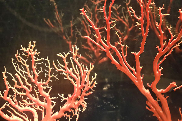 高知の海と人が育てるジュエリー！豪快で繊細な宝石珊瑚の魅力を伝える