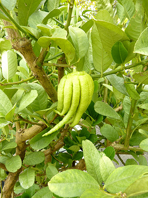 仏手柑〈手の形をしている〉【2年苗】（接ぎ木・素掘り）