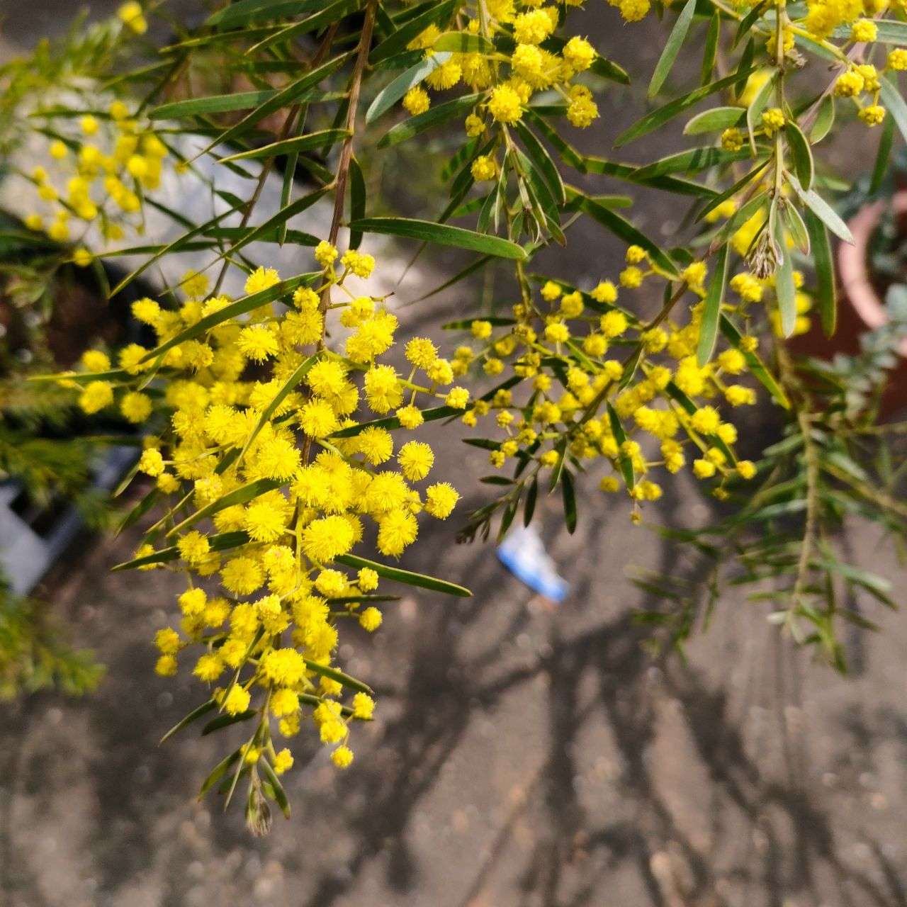 アカシア・ブリスベン (アカシア・フィンブリアータ) – 取り扱い植物の