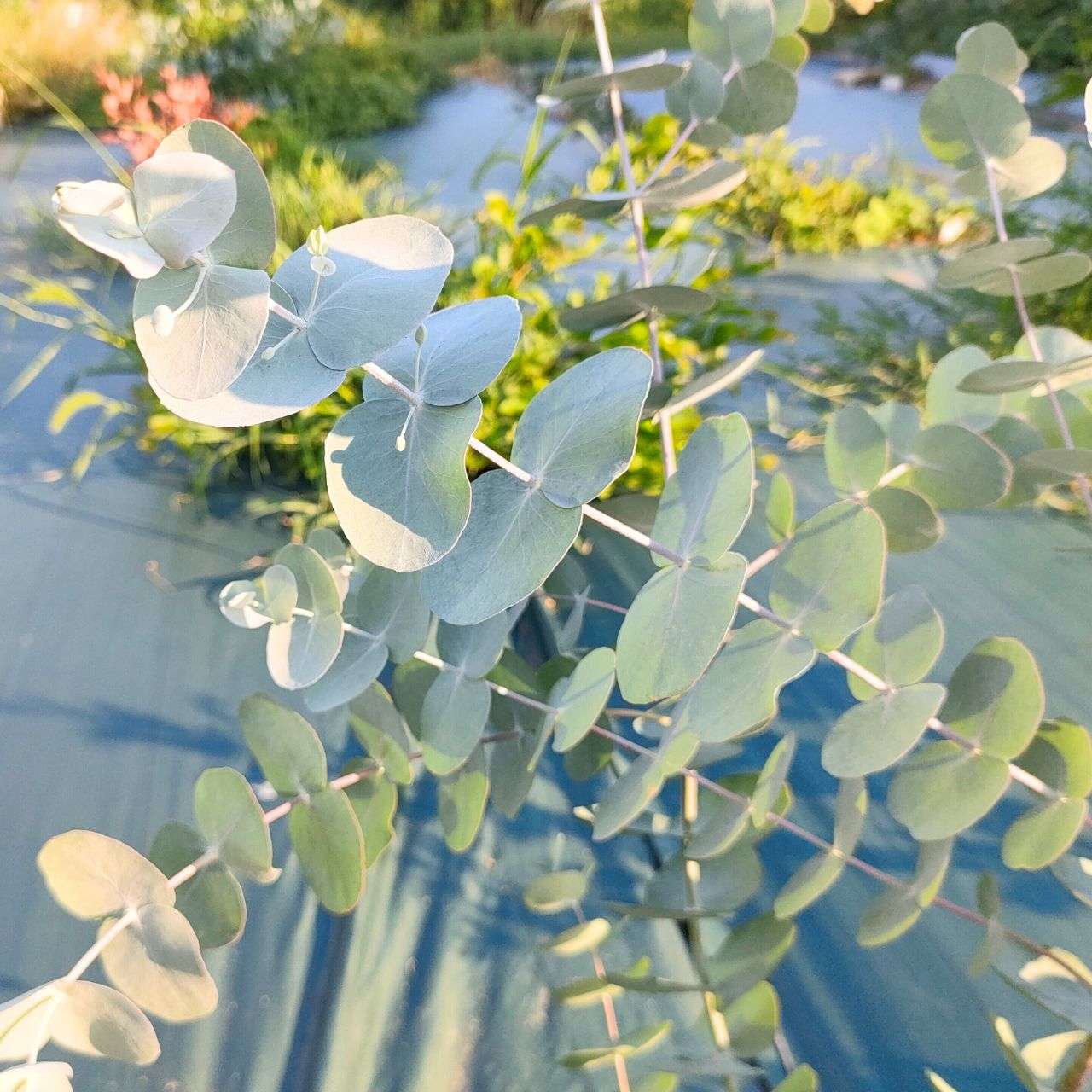 ユーカリ銀丸葉 (ユーカリ・シネレア) – 取り扱い植物の説明と育て方