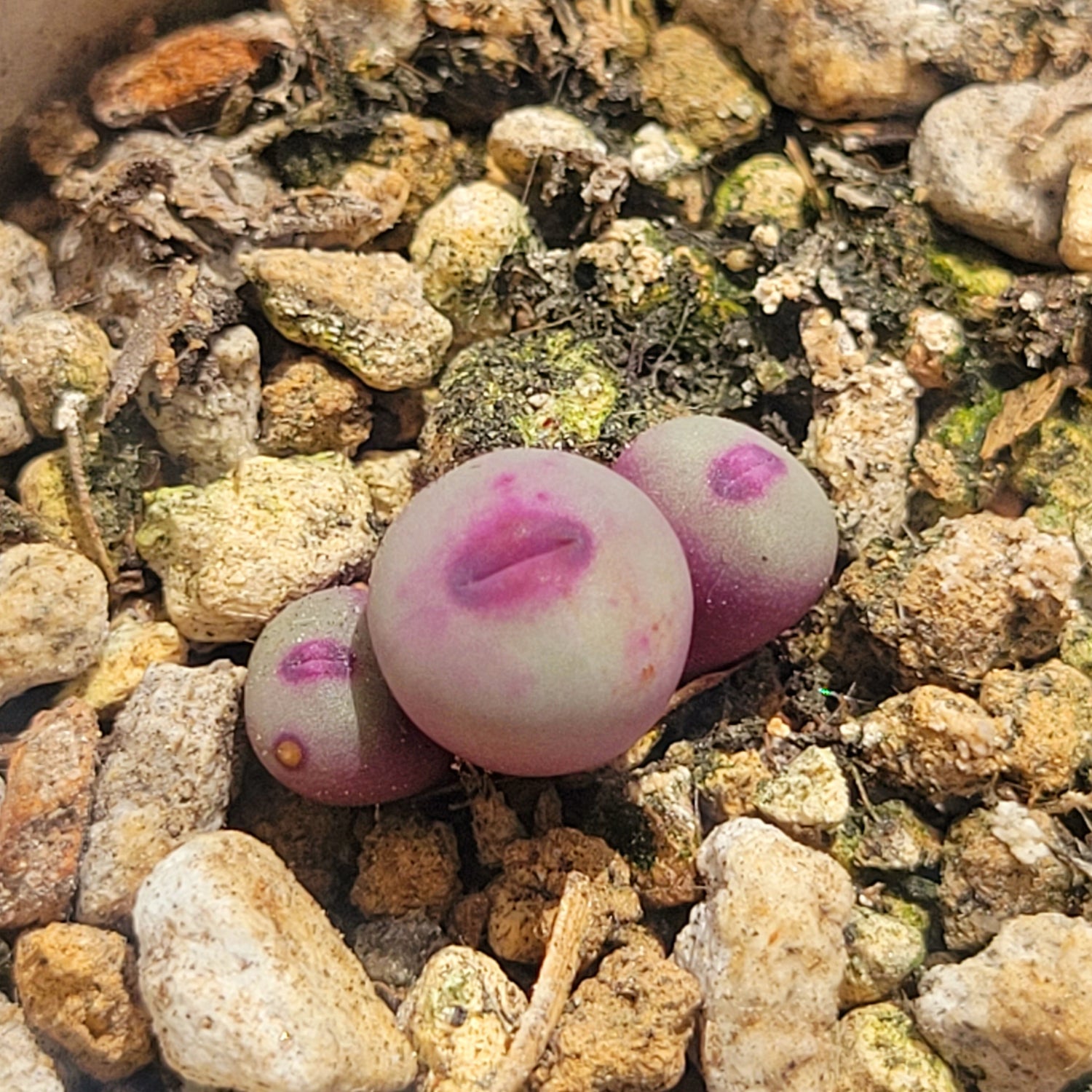 Conophytum Pageae PV1380B 2, 3 or 5 Heads – La Succuland