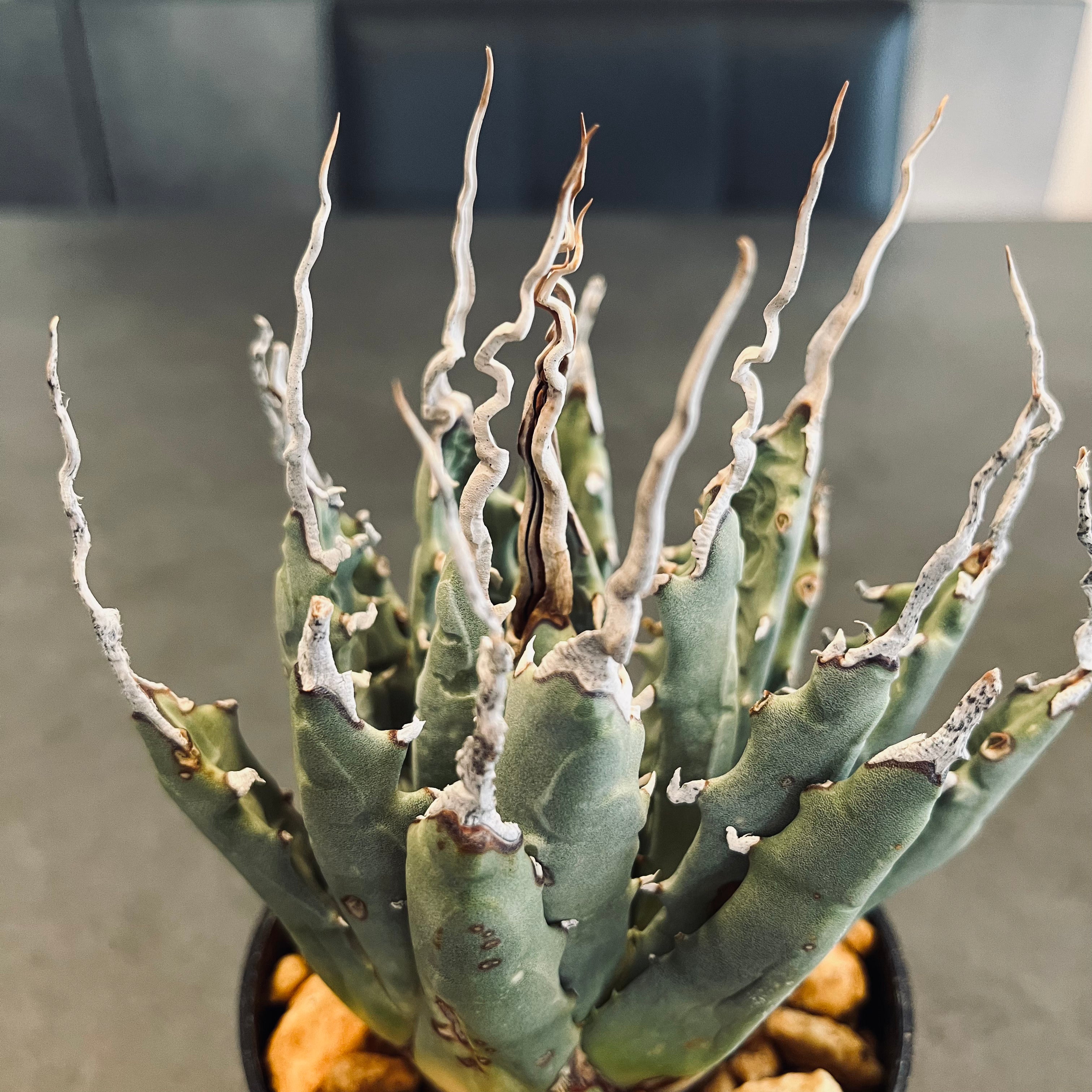 エボリスピナ 陽炎 極上 ウネリ アガベ ユタエンシス｜LAVELLI(ラヴェリ)