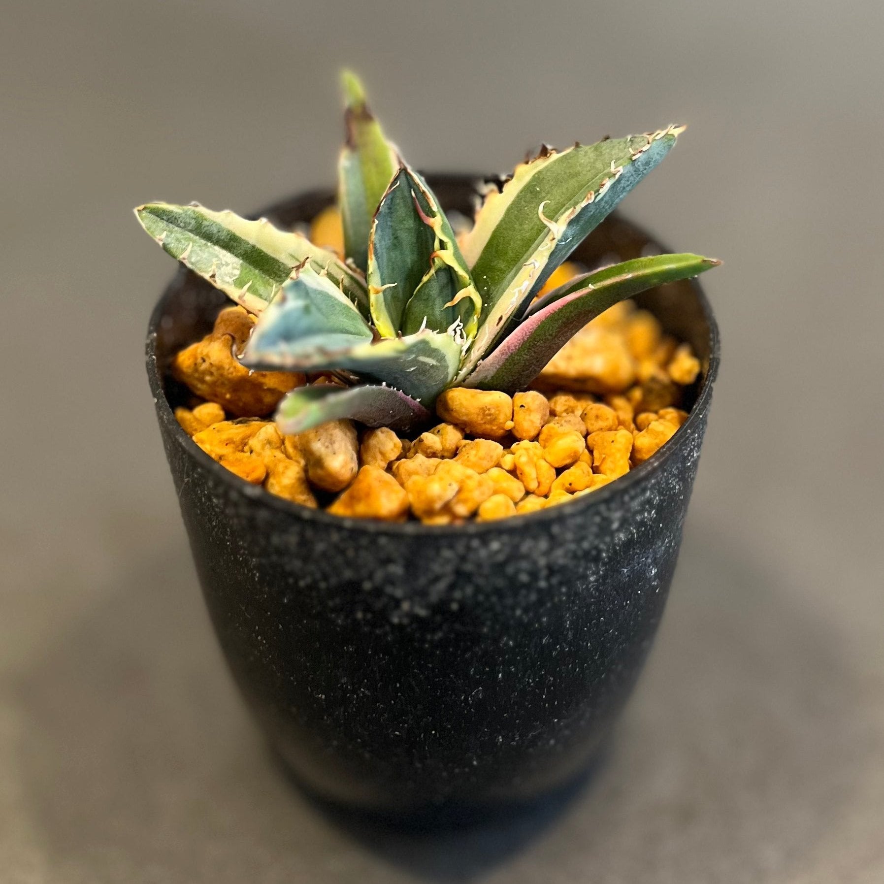 アガベ チタノタ 白鯨錦 覆輪斑 Agave Titanota 発根済み 鉢付き