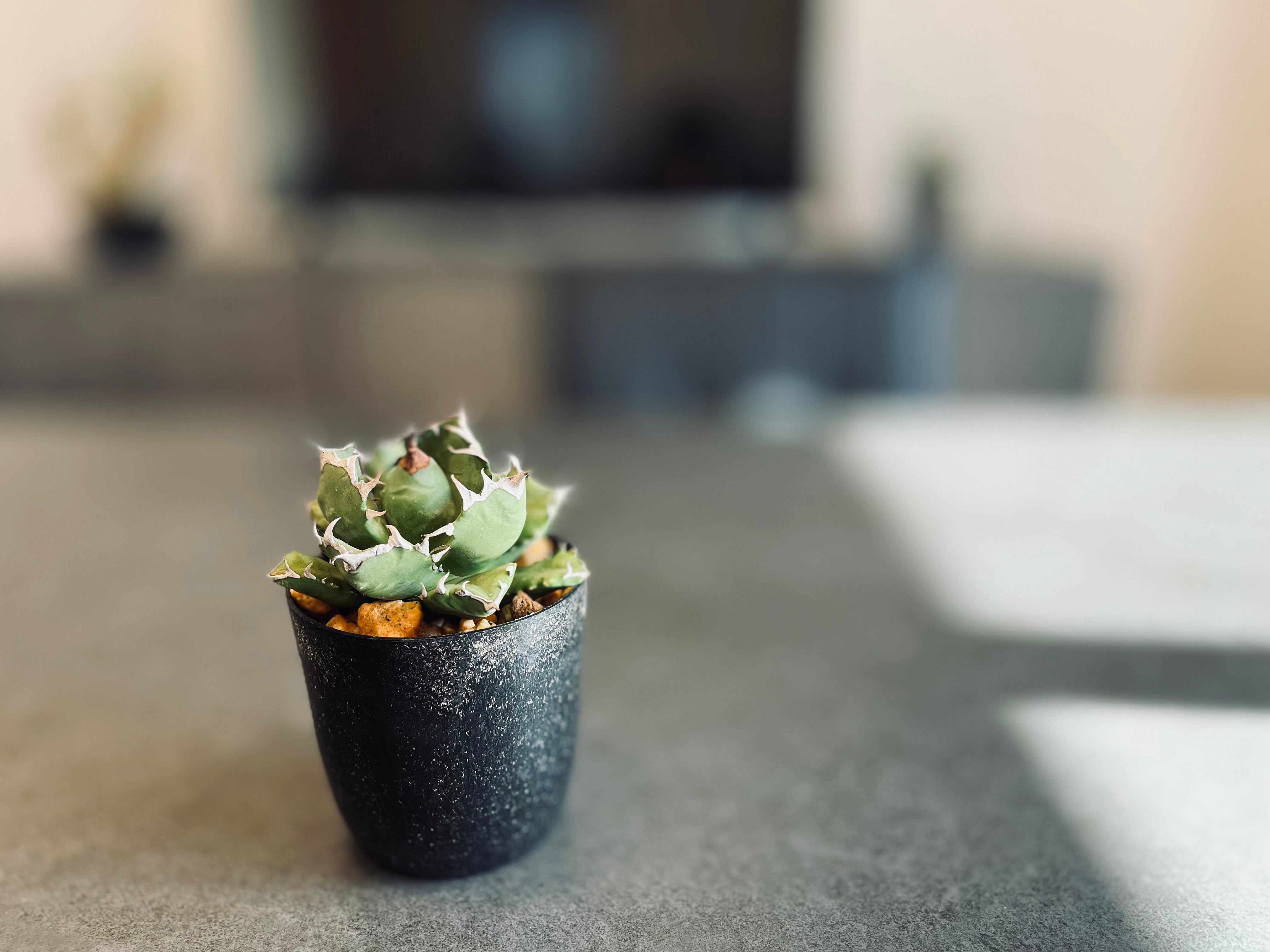 アガベ チタノタ 姫巌竜 肉厚 良型 Agave Titanota 'Dwarf' ベアルート