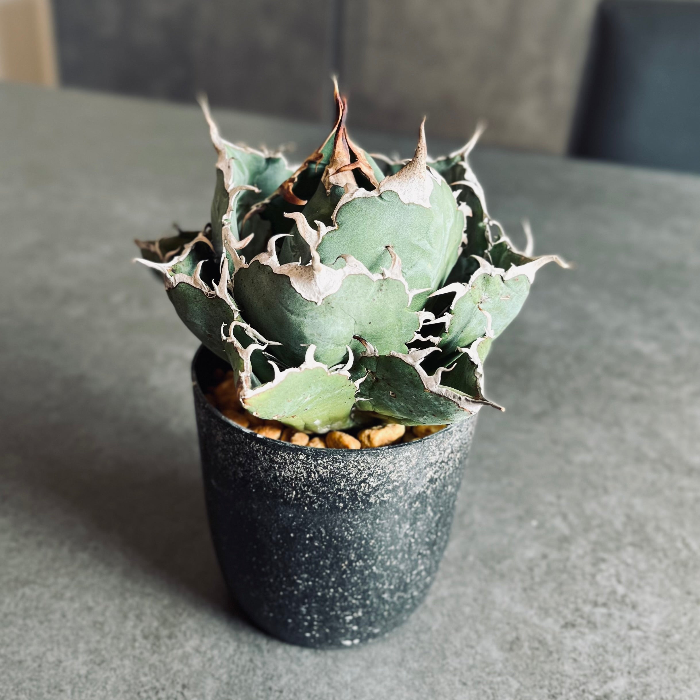 アガベ チタノタ 白鯨 「牡丹葉」 中株 ホワイトホエール ベアルート株