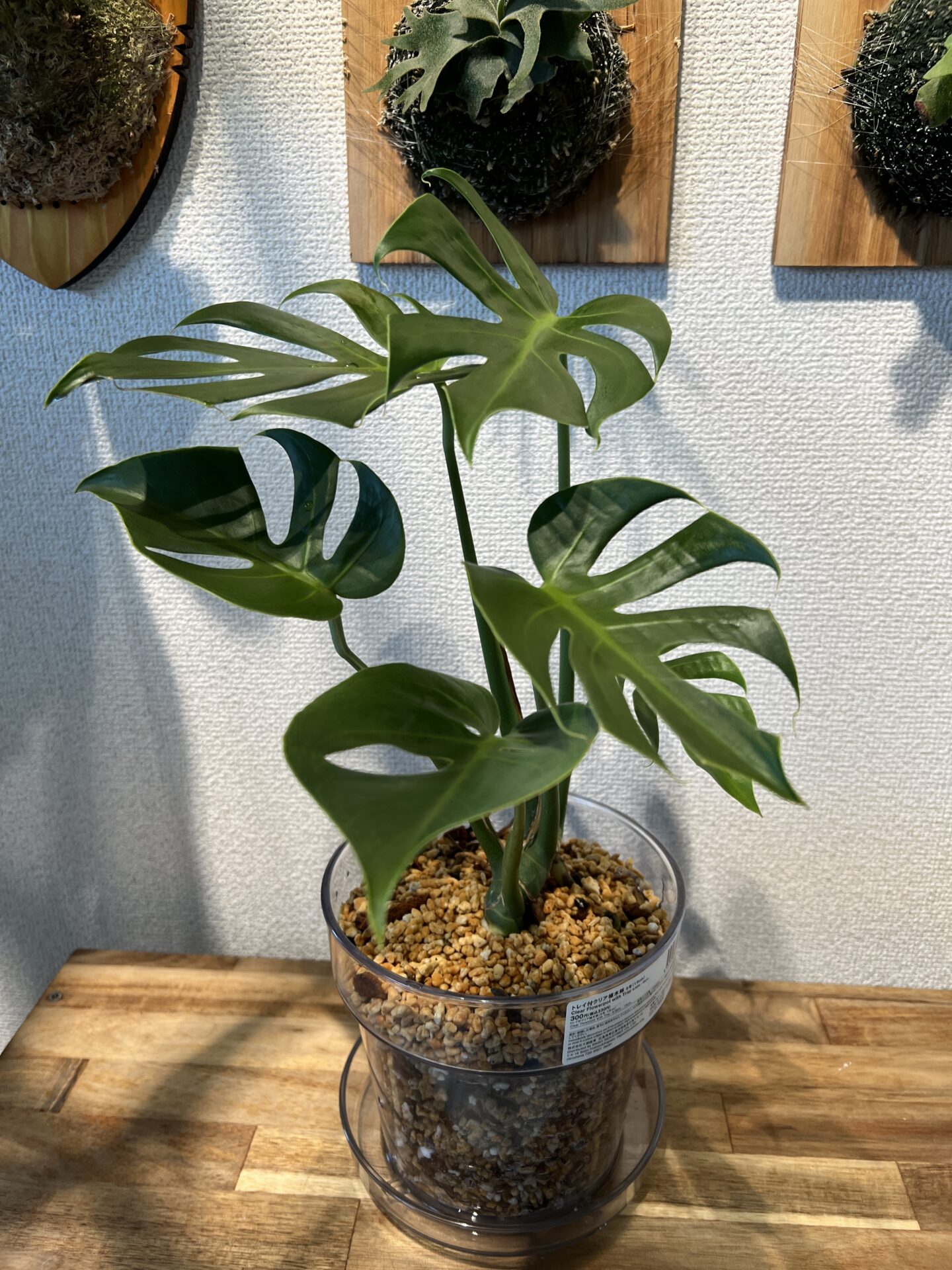 モンステラ・デリシオーサ '(超)コンパクタ' 成長記録・育て方