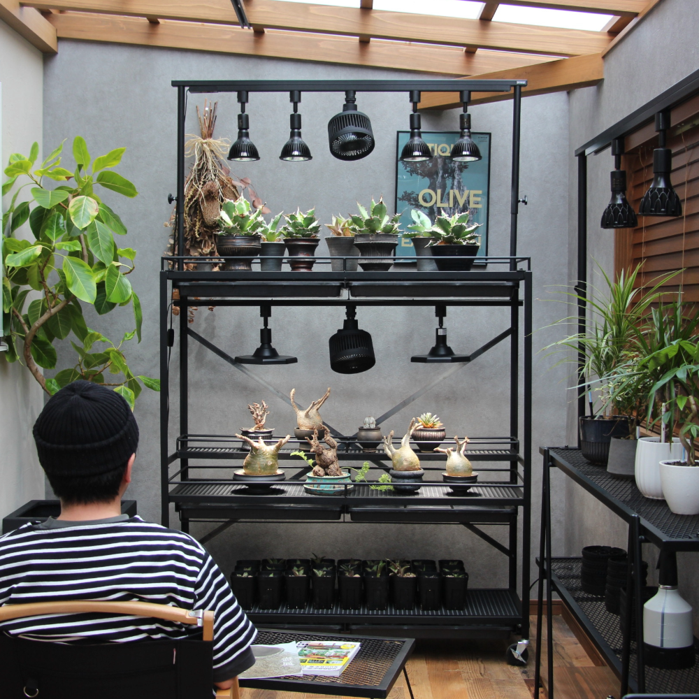 植物ラック