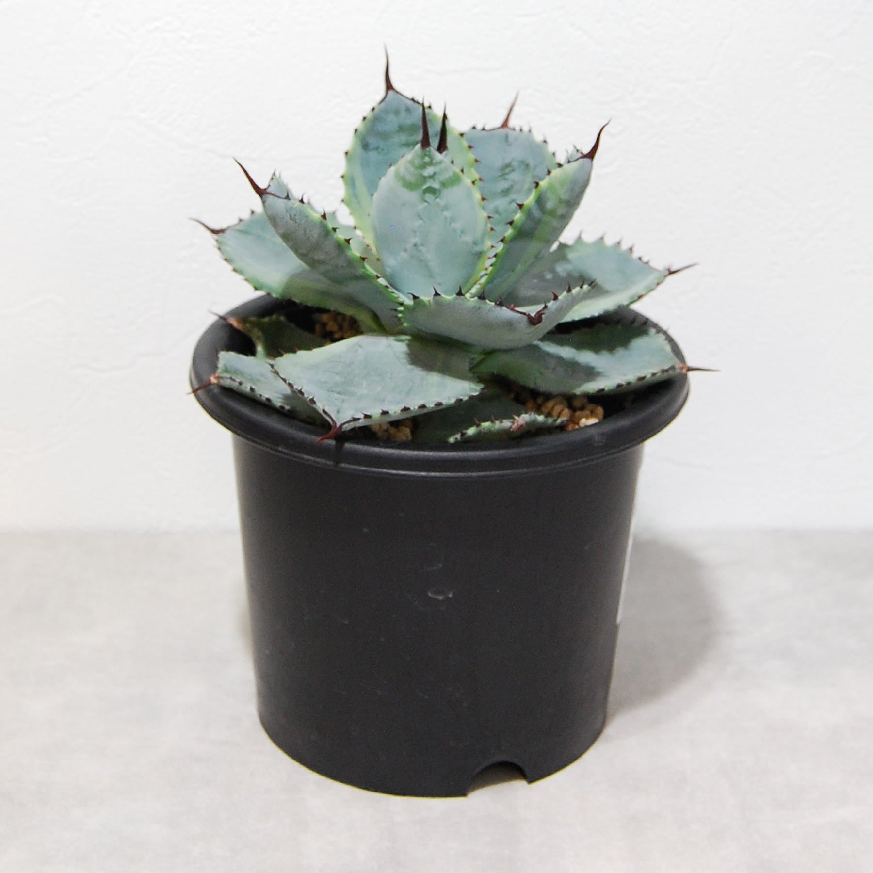 agave-dorado-001-04.jpg?v=