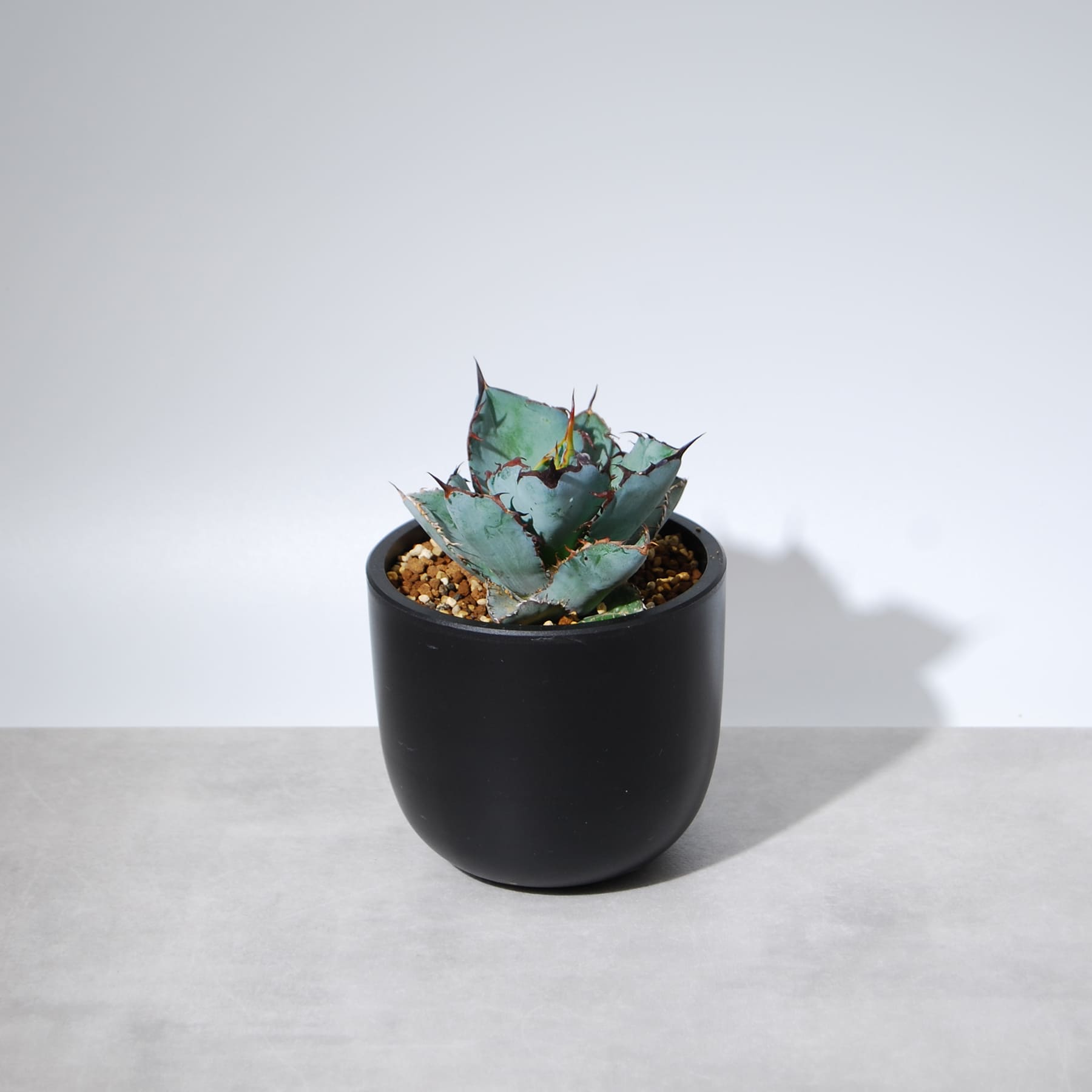 アガベ・チタノタ ブラックアンドブルー（BB）004 – linkplants