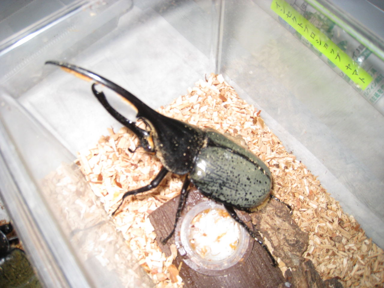 ヘルクレスリッキーブルー 2007 シャイニング 裏 ARS10 PSA10相当