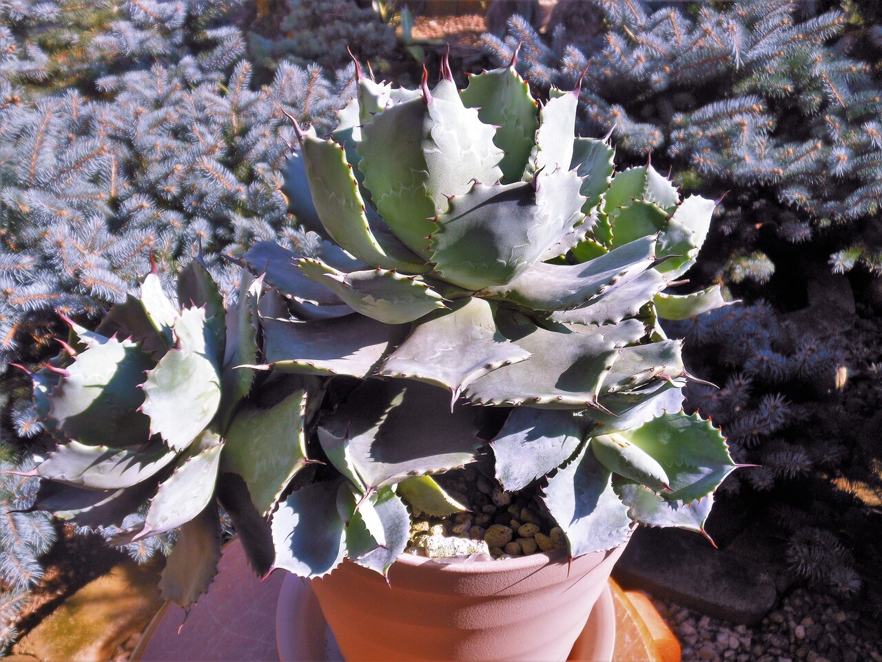 アガベ』【ポタトラム 雷神】 : 【BOTANICAL MAJESTY】