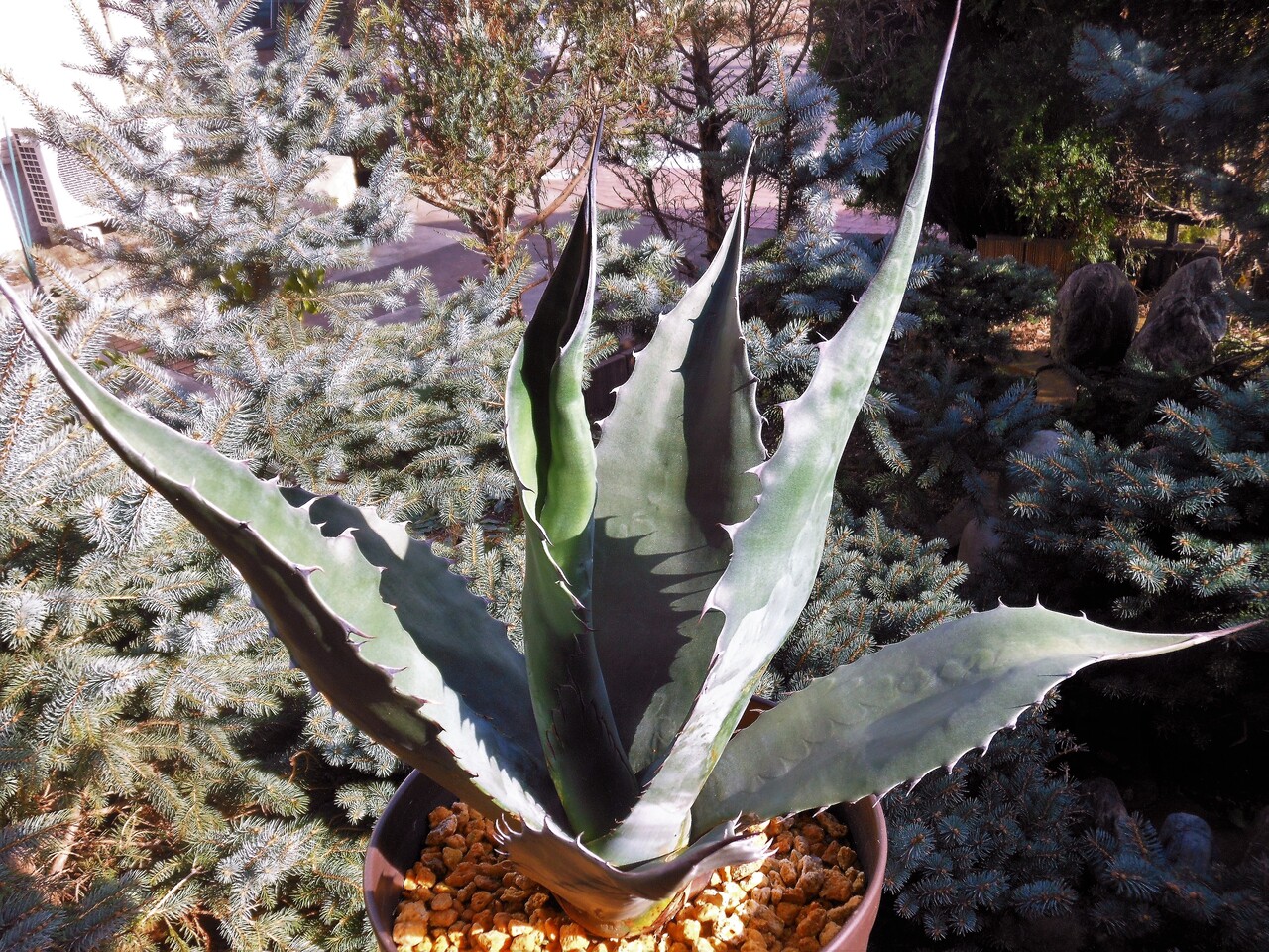 アガベ』【アトロビレンス ミラビリス】 : 【BOTANICAL MAJESTY】