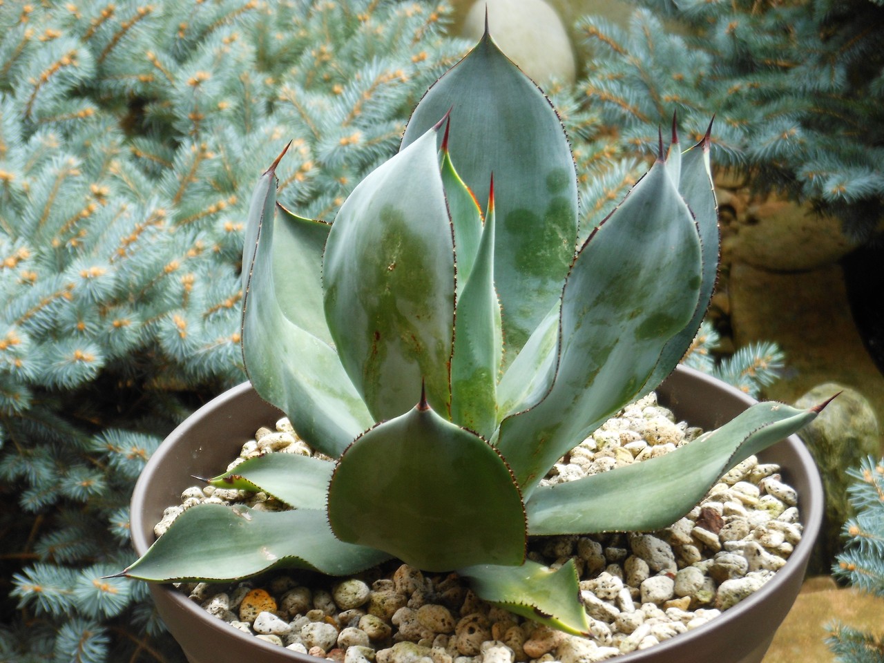 アガベ』【セルシー ノバ】 : 【BOTANICAL MAJESTY】