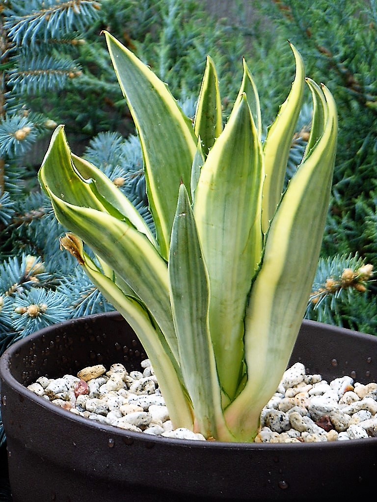 アガベ』【デスメティアーナ ジョーホーク】 : 【BOTANICAL MAJESTY】