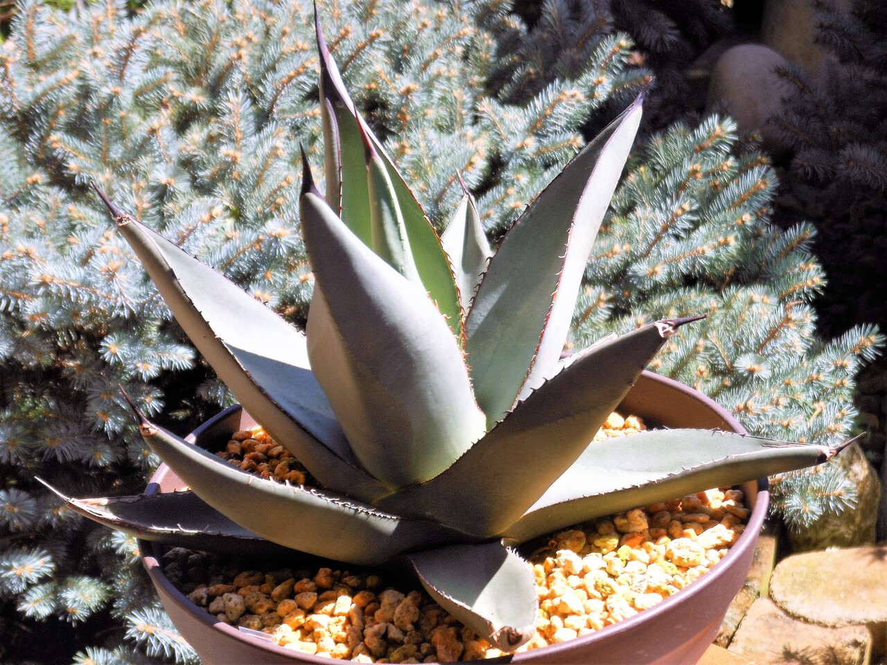 アガベ』【笹吹雪】(ニッケルシー)(フェルディナンディ・レジス