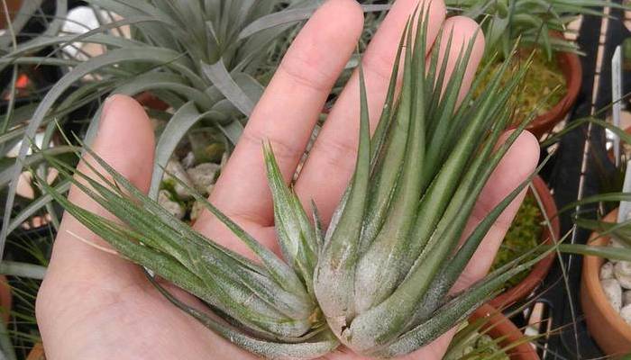 互生で群生しやすいティランジア｜バンデンシス | LOVEGREEN(ラブグリーン)