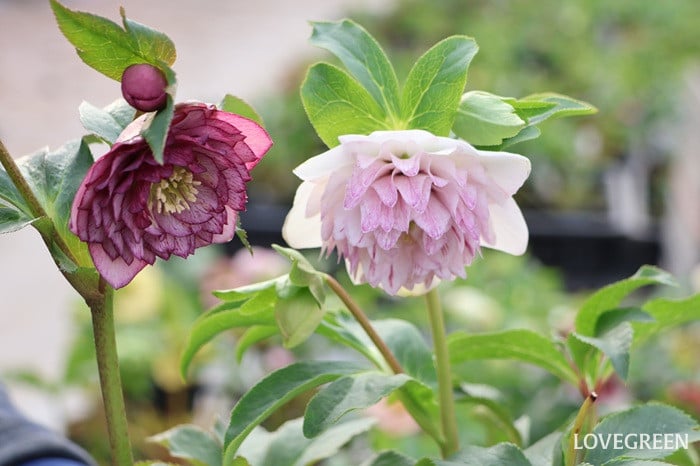 横山園芸さんに聞いた！ クリスマスローズの色々な咲き方とおすすめ