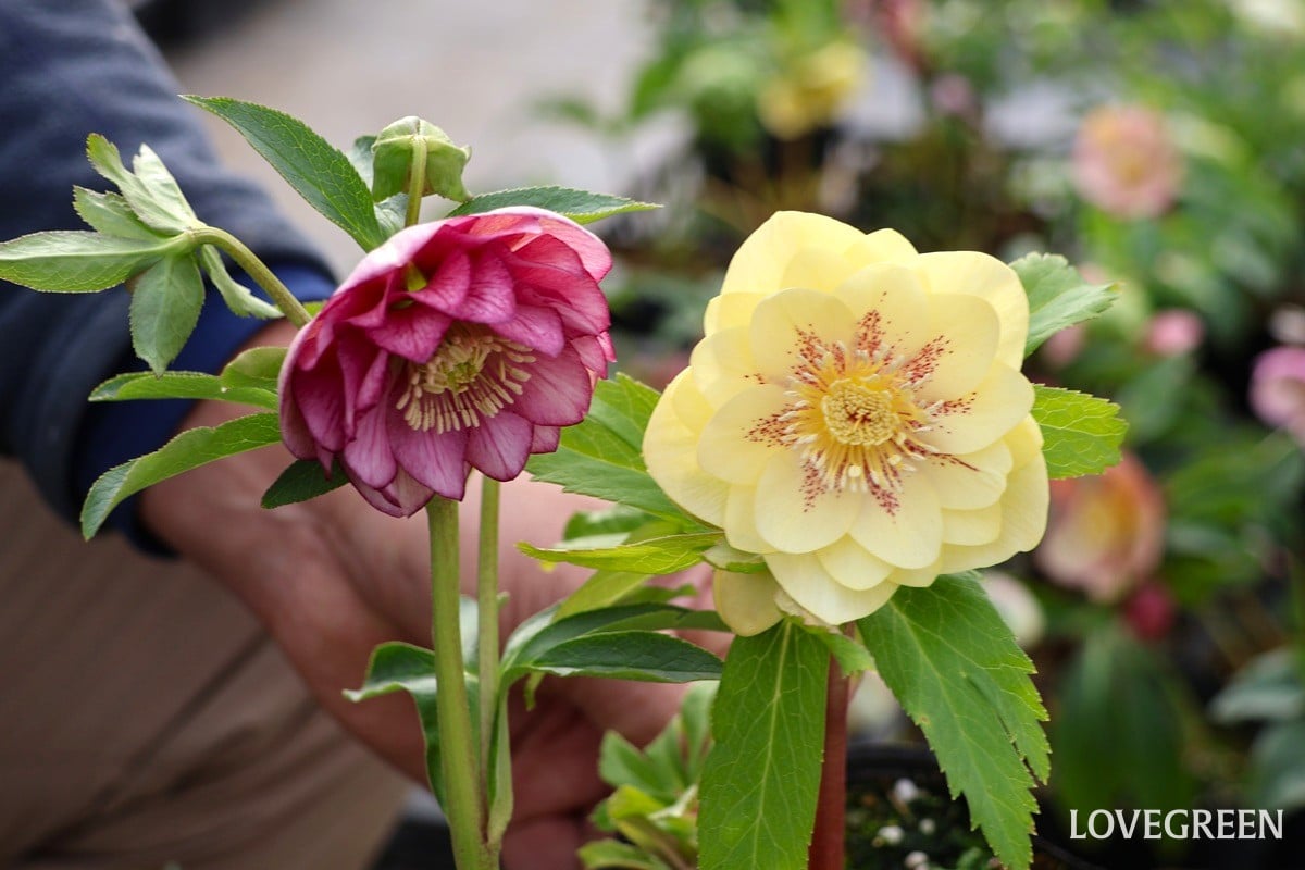 横山園芸さんに聞いた！ クリスマスローズの色々な咲き方とおすすめ