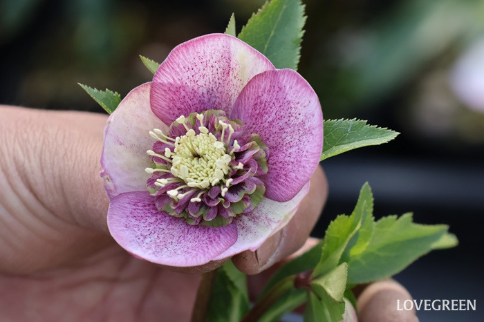横山園芸さんに聞いた！ クリスマスローズの色々な咲き方とおすすめ