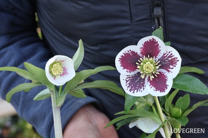 横山園芸さんに聞いた！ クリスマスローズの色々な咲き方とおすすめ