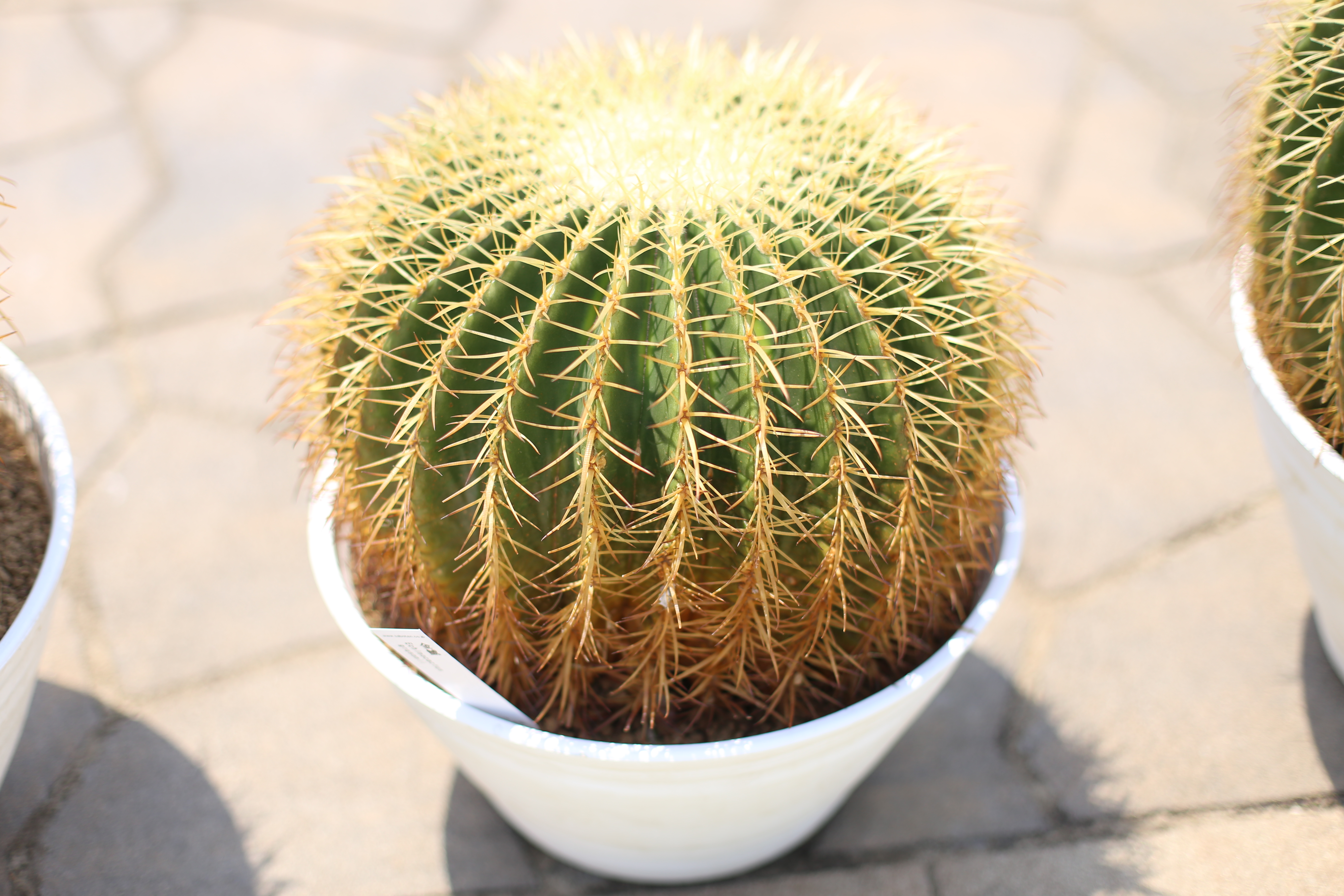 ドライガーデンには必須？！サボテン金シャチの魅力 - ドライガーデン