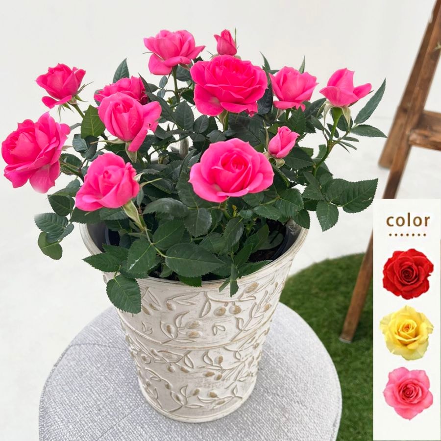 送料無料】ミニバラ鉢植え 幸福のオリーブ柄 6号 | ミニバラギフト