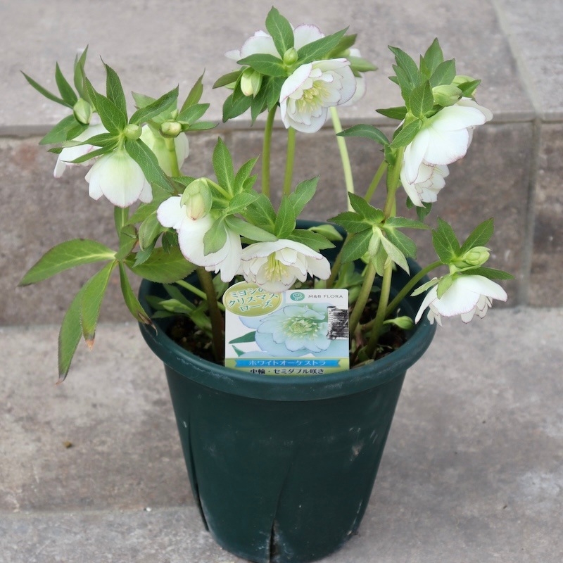 自然開花♪風散歩で3年】現品1点限り☆クリスマスローズ・セミダブル