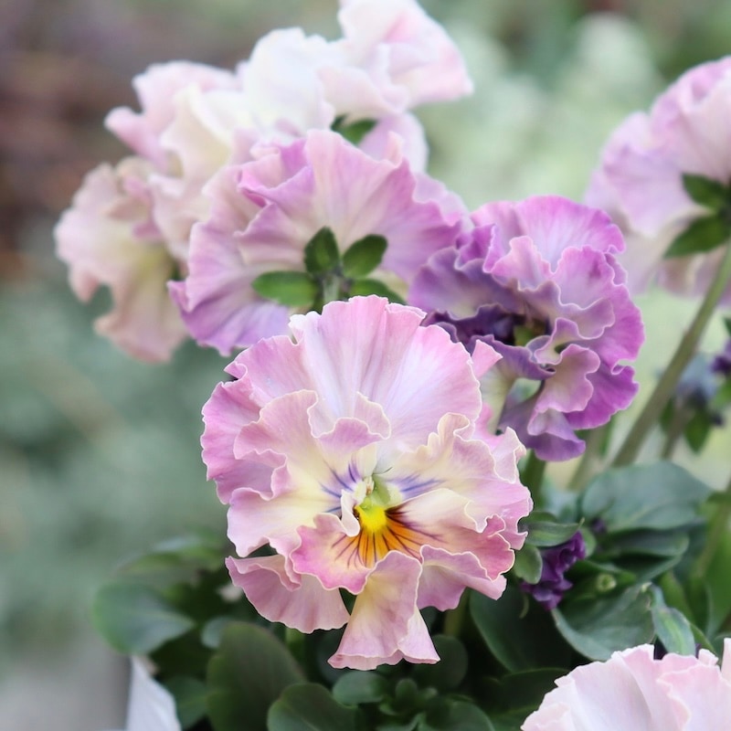 激レア品の限定販売】現品1点限り☆桂楓園さんのパンジー「フェデ