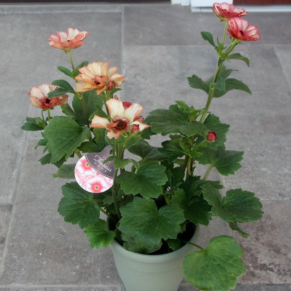 画像の現品☆5号鉢仕立てのラナンキュラス・ラックス「テセウス」