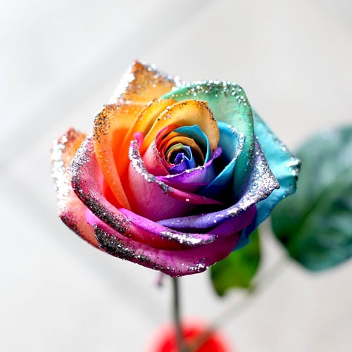 レインボーローズのミニアレンジ | バラ・生花,レインボーローズ