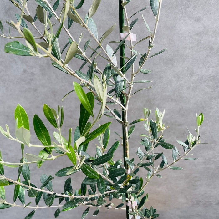 オリーブの木 ミッション 6号鉢苗 鉢底から90cm程度 直立型 シンボル