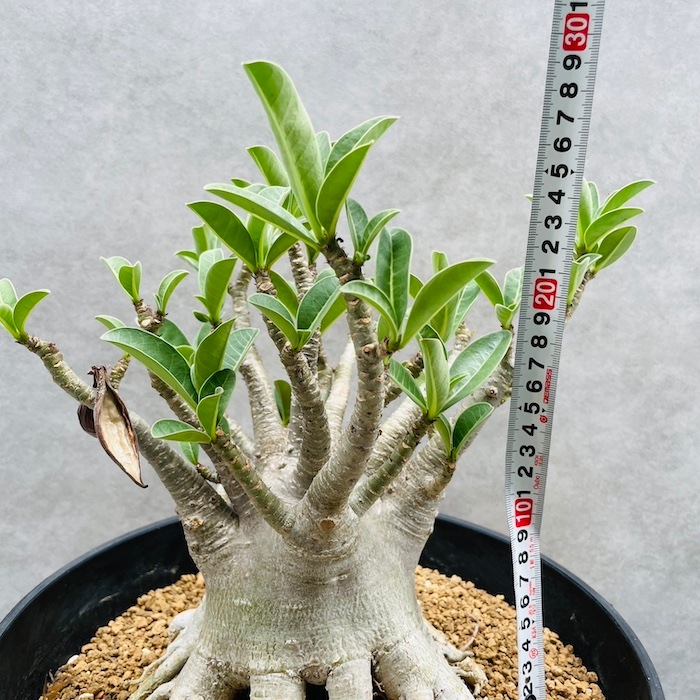 現品 アデニウム アラビカム 大型株 高さ25cm 10号鉢 砂漠のバラ 多肉