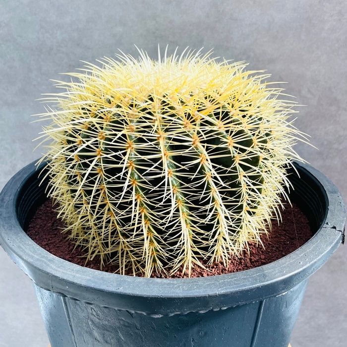 サボテンの王様 金鯱 12号鉢 大型 特大 観葉植物 多肉植物 金シャチ