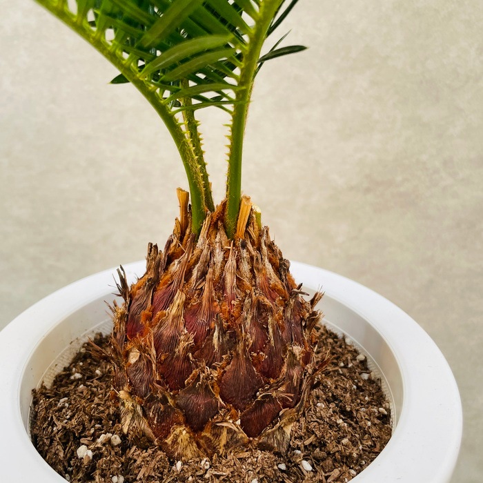 観葉植物 ソテツ 蘇鉄 6号鉢苗 縁起物 庭木 鉢植え 和風 和室 南国