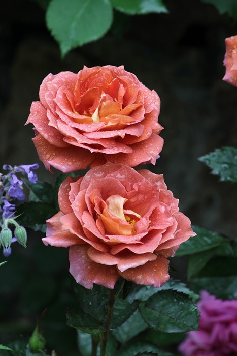 ハニーディジョン（大苗）7号鉢植え バラ苗 四季咲き大輪系