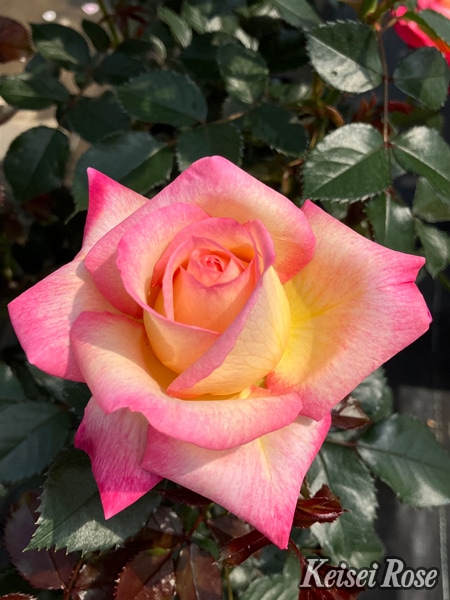 ルクソール（大苗予約）7号鉢植え バラ苗 ロサ・オリエンティス