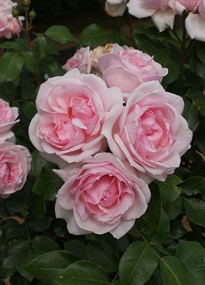 プチ・トリアノン（大苗）7号鉢植え バラ苗 《農林水産省 登録品種