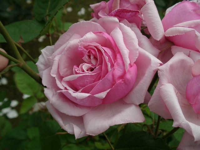 ラ・フランス（大苗）7号鉢植え バラ苗 四季咲き大輪系（ハイブリッド