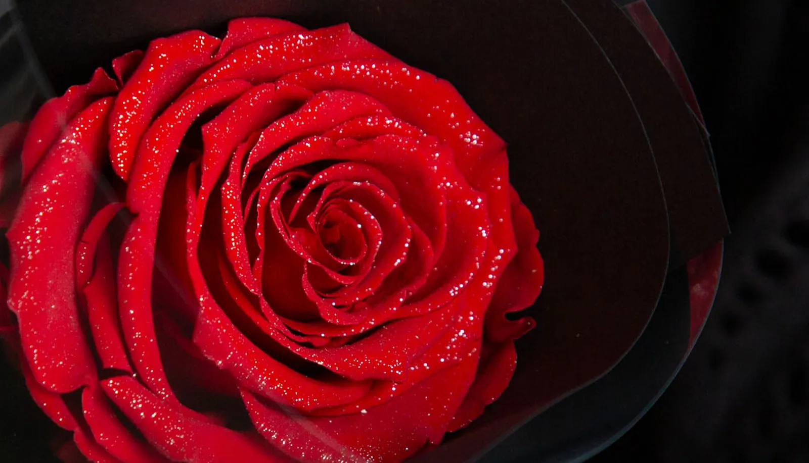 THE ONE（ザワン）プリザーブドフラワー バラ1輪 商品一覧