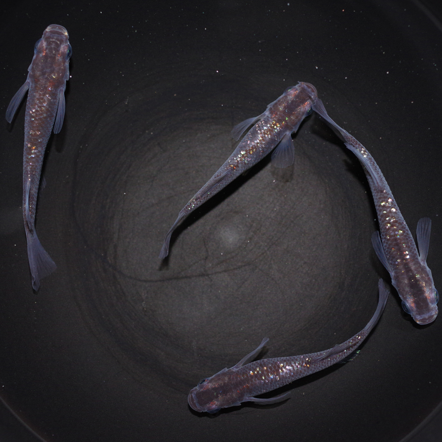 スーパー魔王・改 メダカ めだか （M～Lサイズ） 2ペア / メダカ販売