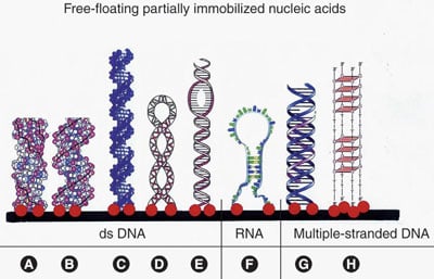 Multistranded, Alternative, and Helical Transitional DNA and RNA