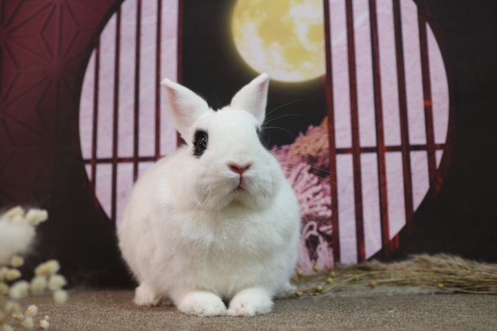 モフモフ応援団！大野城市のうさぎ専門店「ろっか」【後編】 | 地域創